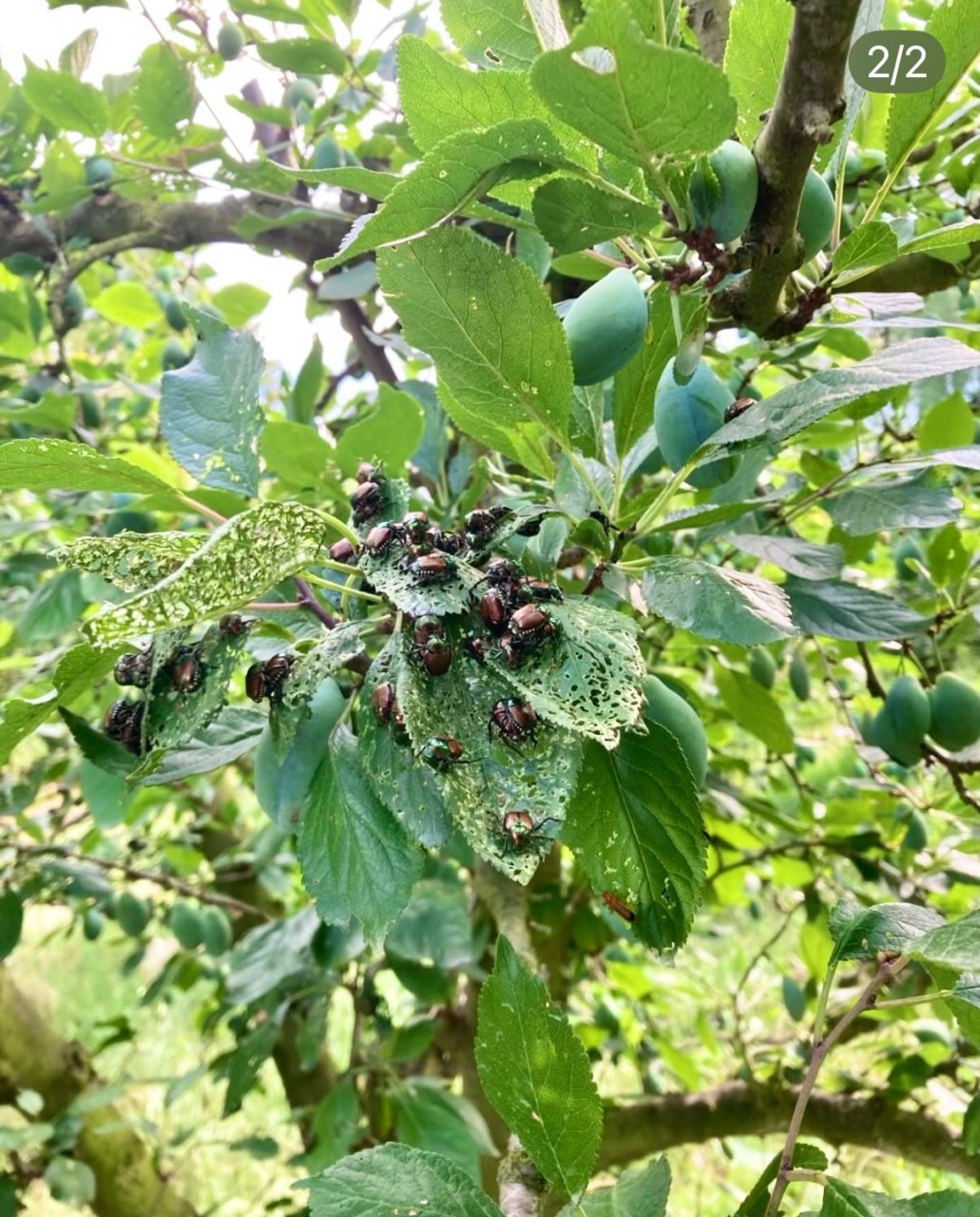 Poppilia Japonica, Avetta: “Un flagello per il Canavese”