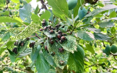 Poppilia Japonica, Avetta: “Un flagello per il Canavese”