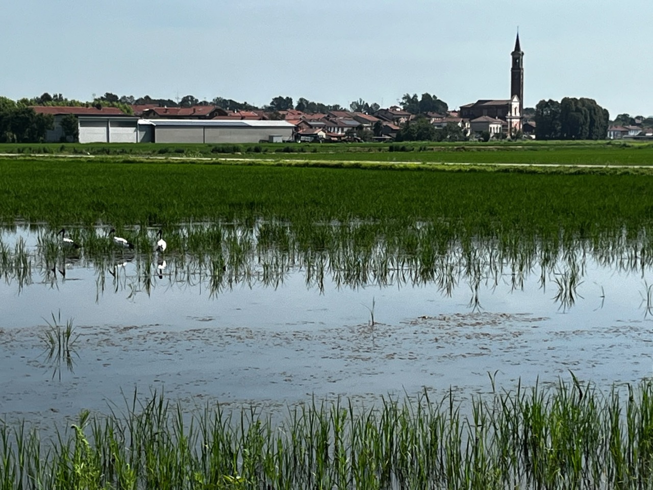 Emergenza Siccità Piemonte 2026: risorse idriche al limite e allarme agricoltura a Torino e Provincia