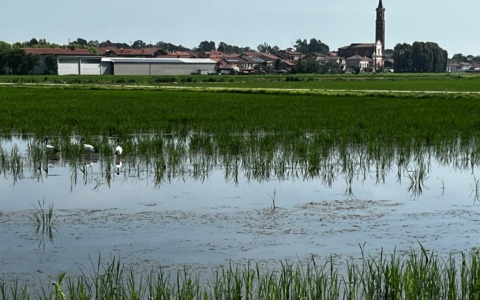 Emergenza Siccità Piemonte 2026: risorse idriche al limite e allarme agricoltura a Torino e Provincia