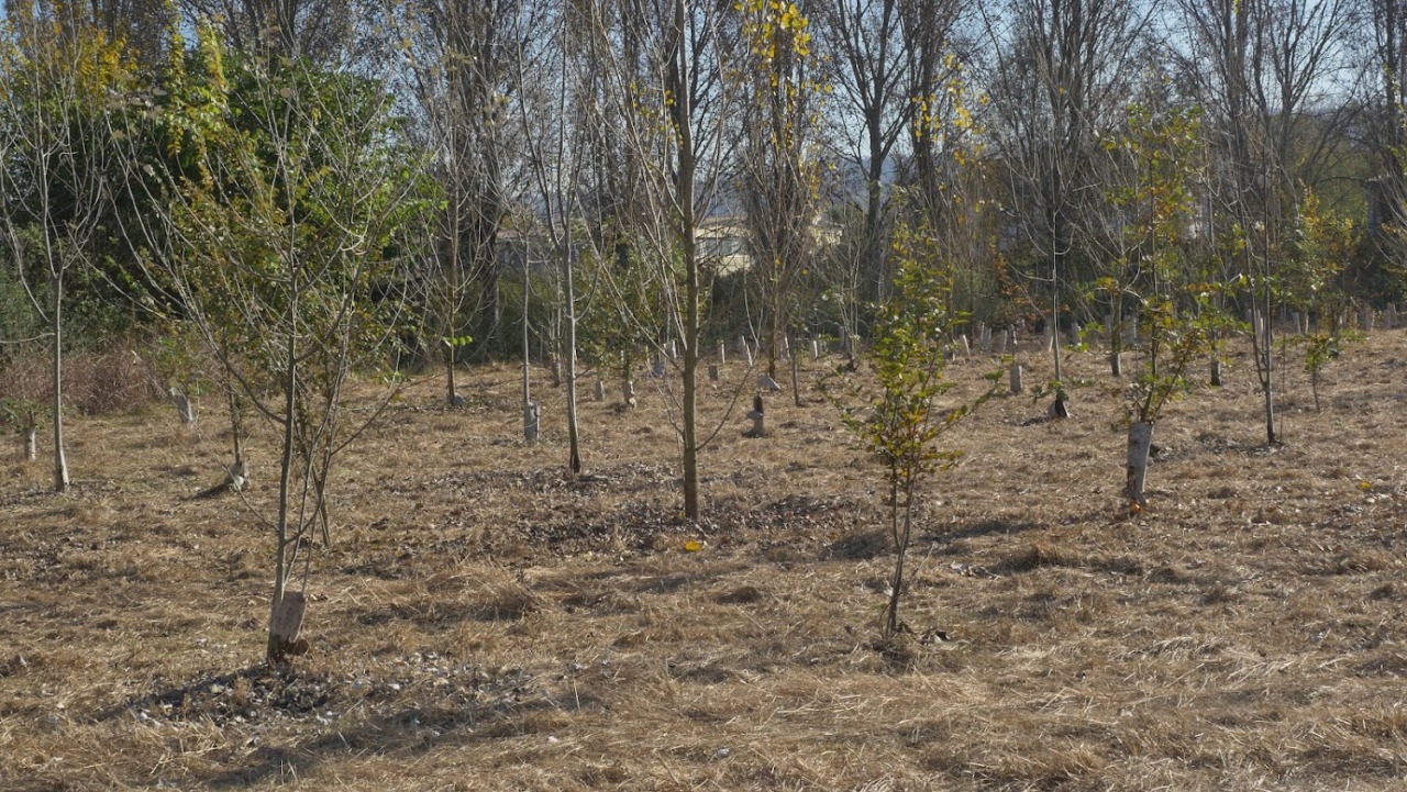 Siccità, i nuovi alberi non attecchiscono: previste sostituzioni nelle aree delle riforestazioni PNRR