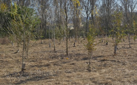 Siccità, i nuovi alberi non attecchiscono: previste sostituzioni nelle aree delle riforestazioni PNRR