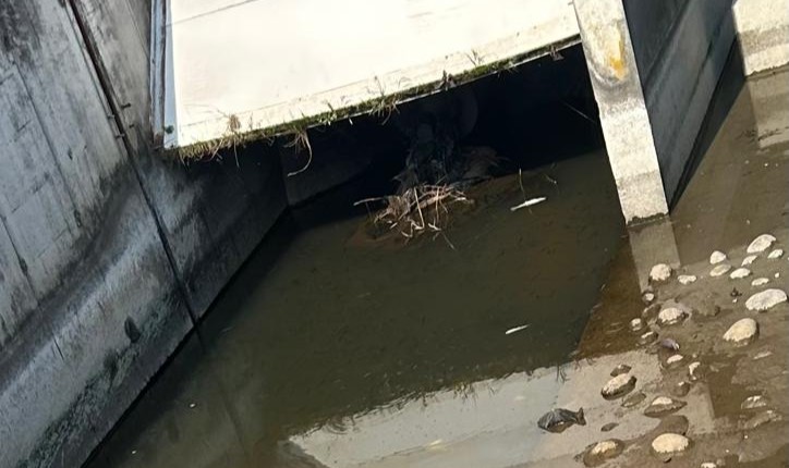 Moria di pesci: «Morti perché  l’acqua è stata tolta senza avvisi»