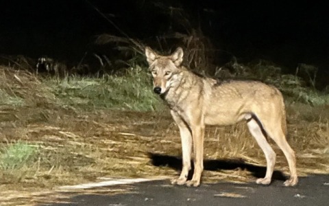 Canavese, emergenza fauna selvatica: cinghiali, caprioli e lupi sempre più vicini ai centri abitati