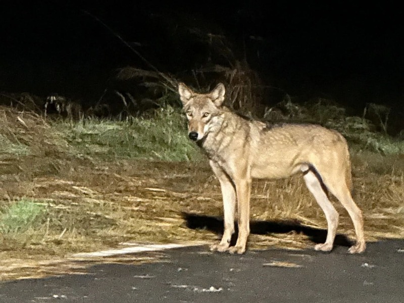 Canavese, emergenza fauna selvatica: cinghiali, caprioli e lupi sempre più vicini ai centri abitati